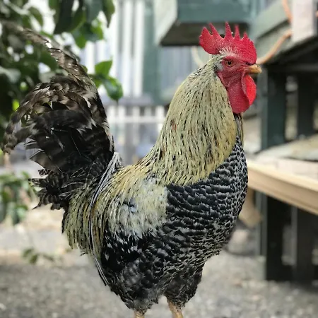 Eslanzarote Eco Country House, Star View Area, Super Wifi, Barbecue Hébergement de vacances Teguise (Lanzarote)