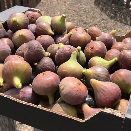 Eslanzarote Eco Country House, Star View Area, Super Wifi, Barbecue Hébergement de vacances